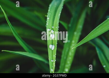 Green leaves with drops of rain water Stock Photo