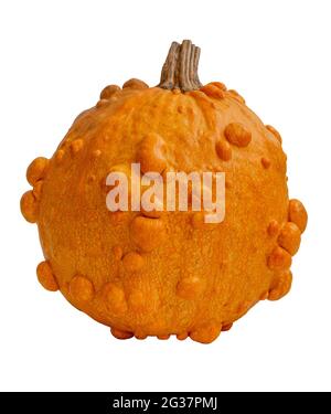 Trendy ugly organic orange pumpkin isolated on white background. Stock Photo