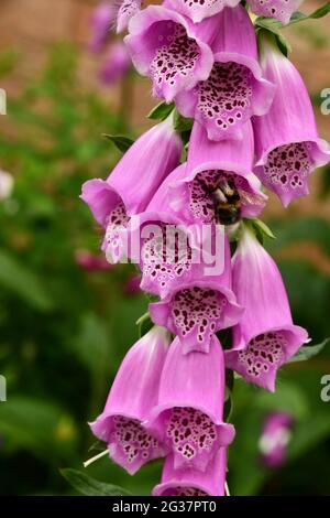 White-tailed bumblebee 'Bombus lucorum' entering the flower trumpet of a purple foxglove'Digitalis purpurea' in a garden ib Somerset.UK Stock Photo