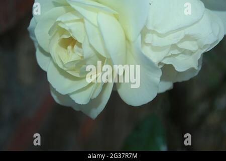 Close Up  white roses, flowers summer beautiful image. Stock Photo