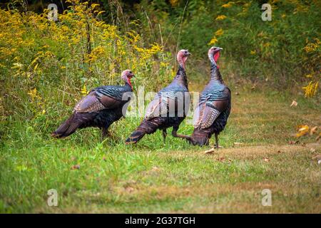 Eastern Wild Turkies in an old field during late summer in Pennsylvania's Pocono Mountains Stock Photo