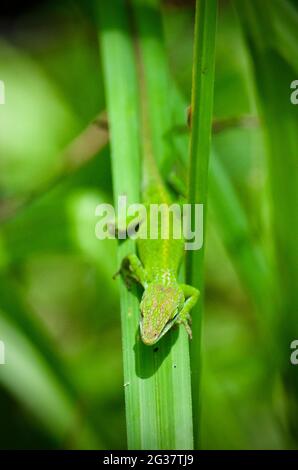 green anole on a green leaf Stock Photo