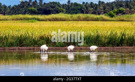 Beautiful white bird, Threskiornis melanocephalus or Oriental white ibis, Indian white ibis in water searching for food. Stock Photo