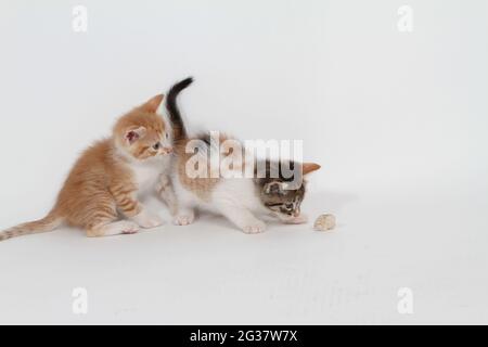 Little kittens playing on white background Stock Photo