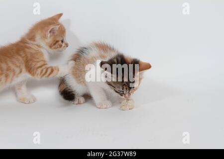Little kittens playing on white background Stock Photo