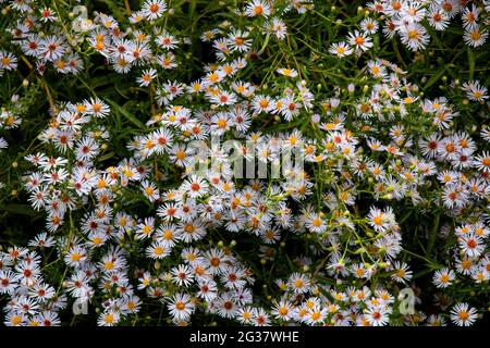 Small White Aster during late summer in an old field in Pennsylvania's Pocono Mountains Stock Photo