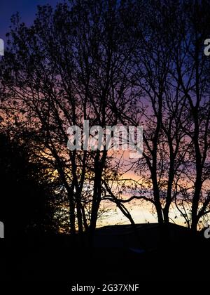 Some trees seen silhouetted against a pink and blue sunset Stock Photo