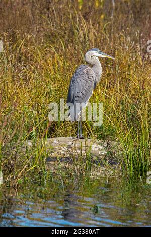 Great Blue Heron resting along the shoreline of a lake in Pennsylvania's Pocono Mountains Stock Photo