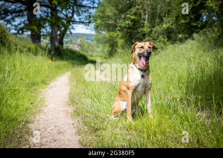 Black mouth cur - breed in the field Stock Photo