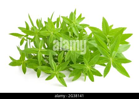 Lemon verbena plant isolated on white background Stock Photo