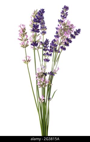 Lavender flowers bunch isolated on white background