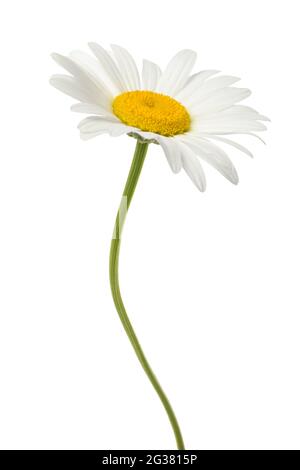 White daisy  isolated on white background Stock Photo