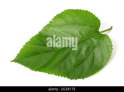 Green Mulberry leaf isolated on white background Stock Photo