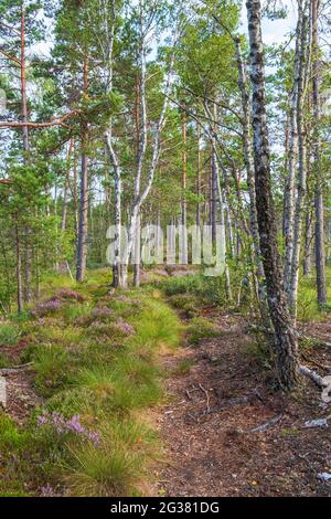 Path in a forest on a peat Stock Photo