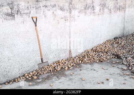 Piles of freshly harvested unprocessed potatoes in picking container with rake  Stock Photo