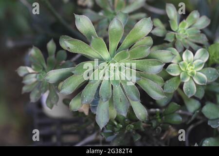 Close-up of Haworth's aeonium inside a nursery, blurred green background Stock Photo