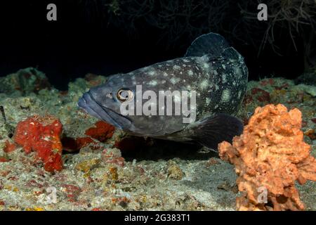 Whitespotted grouper (Epinephelus coeruleopunctatus), Maldives Stock Photo