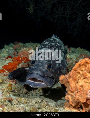 Whitespotted grouper (Epinephelus coeruleopunctatus), Maldives Stock Photo