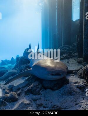 Tawny nurse shark (Nebrius ferrugineus) in Maldives Stock Photo