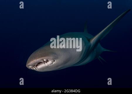 Tawny nurse shark (Nebrius ferrugineus) in Maldives Stock Photo