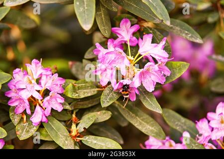 Rhododendron blooming flowers in spring botanical garden. Beautiful Flowering bush Blossom, evergreen shrub background close up. Bumblebee on Azalea i