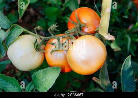 Green tomatoes and red tomatoes growing on the tomato plant in an organic vegetable garden. Málaga, Andalucía, Spain, Europe Stock Photo