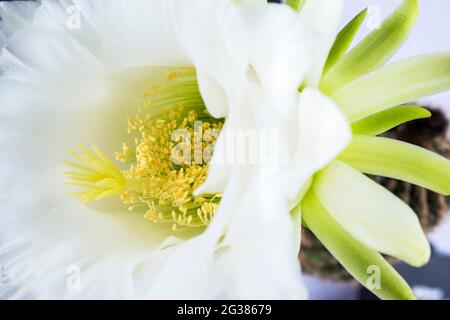 Echinopsis spachiana flower Stock Photo
