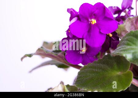 Viola odorata flowers isolated on white Stock Photo