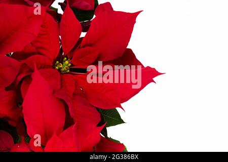 The poinsettia, Euphorbia pulcherrima, indigenous to Mexico and Central America, it is particularly well known for its red and green foliage and is wi Stock Photo