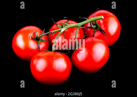 Red Tomato with Stem,isolated on black. The tomato is the edible berry of the plant Solanum lycopersicum, commonly known as a tomato plant. Andalucia, Stock Photo
