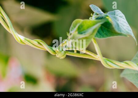 Closeup of a green bean vine writhing and curling. Organic vegetable garden. Málaga, Andalucía, Spain, Europe Stock Photo