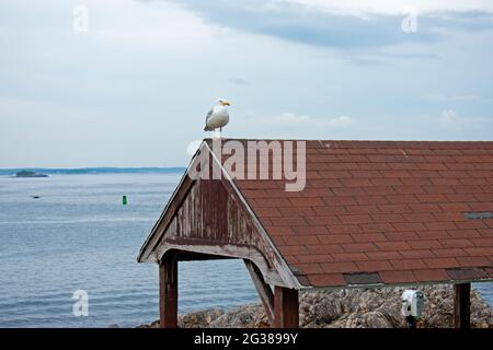Lone seagull perched on a gazebo roof, surveying the situation at Chandler Hovey Park in Marblehead, Massachusetts Stock Photo