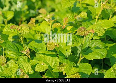 Young leaves of the common hazel, Corylus avellana Stock Photo