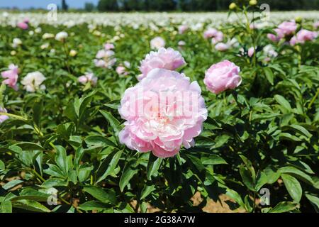 Scenic view on isolated agriculture field with with pink peonies (paeonia suffruticosa) in summer, Netherlands Stock Photo