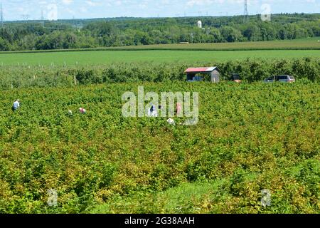 Quebec migrant farmers harvesting Stock Photo