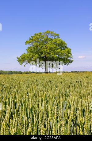Solitary oak tree in a field of green wheat with blue sky. UK. Stock Photo