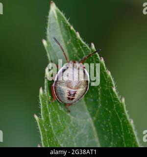 Nymph of Gorse shield bug (Piezodorus lituratus) on a leaf Stock Photo