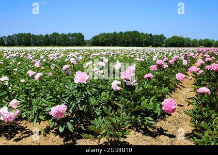 Scenic view on isolated agriculture field with with pink peonies (paeonia suffruticosa) in summer, Netherlands Stock Photo