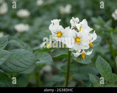 Flowering potato field ,Solanum tuberosum, North Rhine Westphalia, Germany Stock Photo