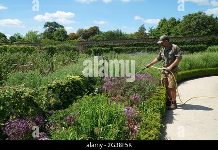 Gardener watering flowers of herbaceous border  on a hot day. Stock Photo