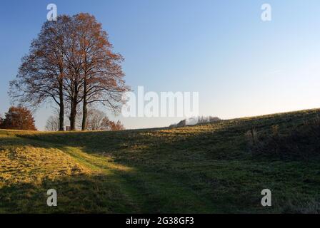 view of autumnal group of lime tree Stock Photo