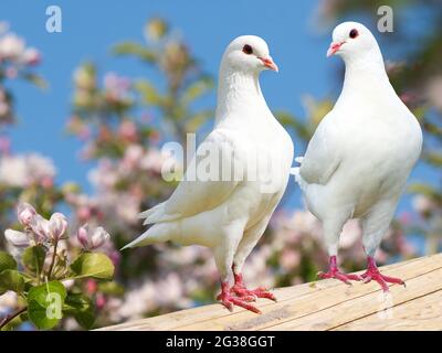 Two white pigeon on flowering background - imperial pigeon - ducula Stock Photo