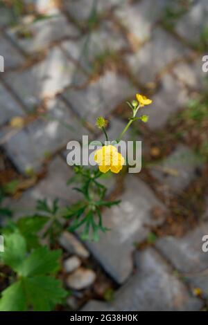 Real natural backround: bright yellow wildflower grown up at the pavement Stock Photo