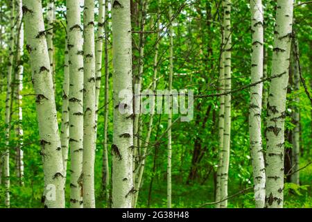 Trunks of birches in the summer in the forest close up Stock Photo