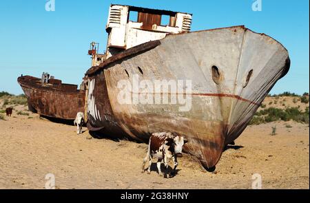 Boats in desert around Moynaq, Muynak or Moynoq - Aral sea or Aral lake - Uzbekistan - asia Stock Photo