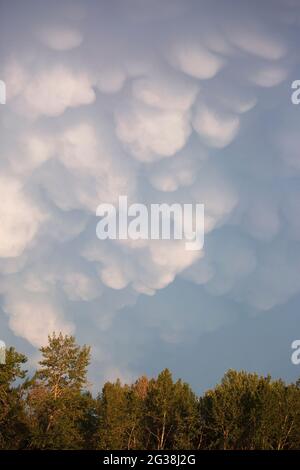 Mammatus clouds in sky over Balsam Poplar forest along the Bow River. Stock Photo