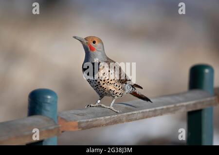 Northern flicker (red shafted) male bird with leg band perched on fence in city bird sanctuary Stock Photo