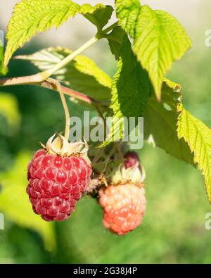Raspberry (Rubus idaeus), fruits of summertime Stock Photo
