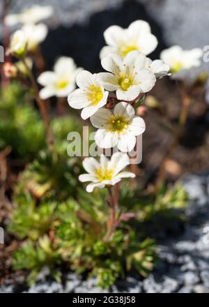 Close up image of mossy saxifrage (Saxifraga bryoides) Stock Photo