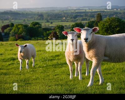 Three lambs grazing in a field Stock Photo